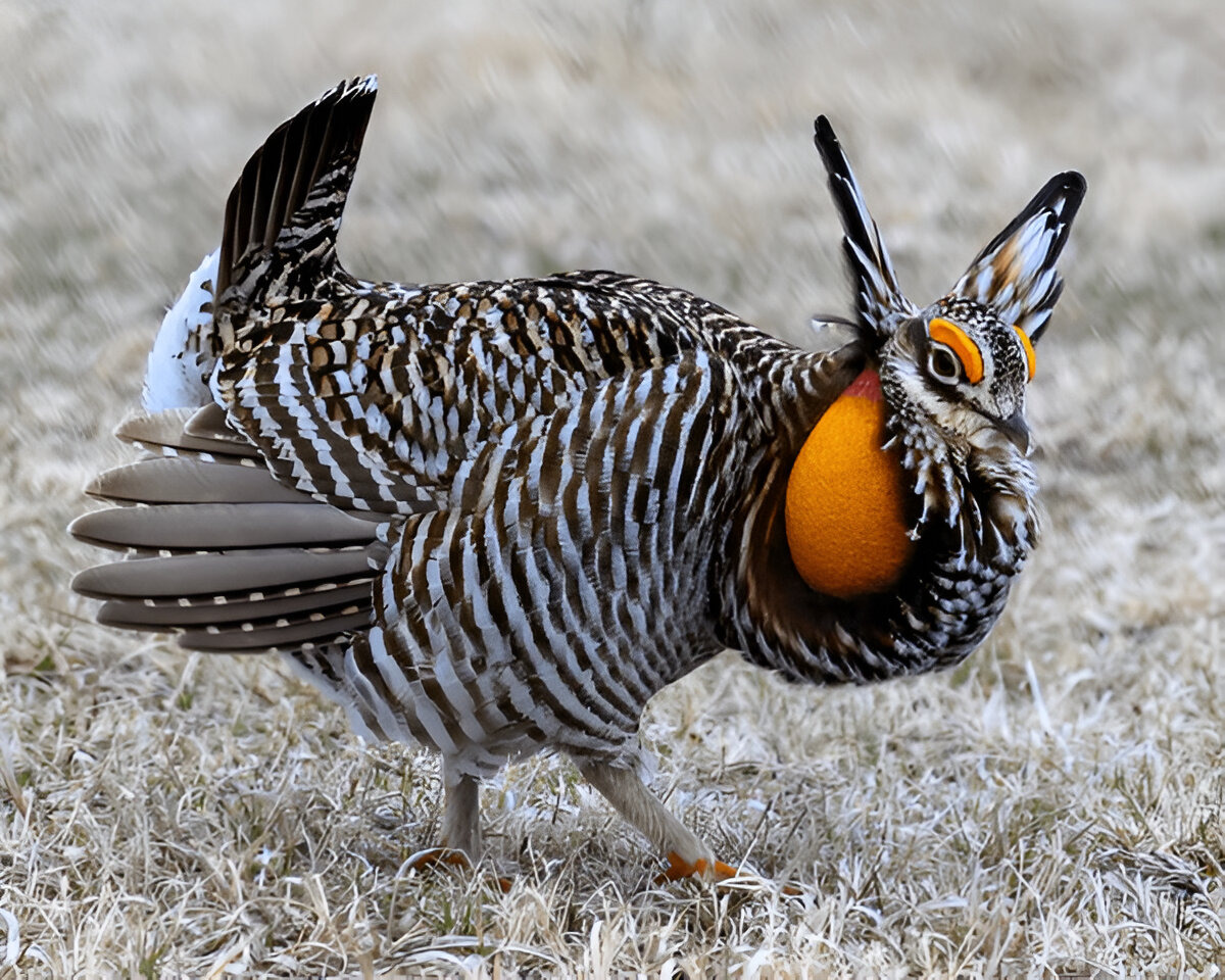 Prairie Chicken