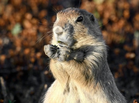 Prairie Dog eats seeds on the prairie