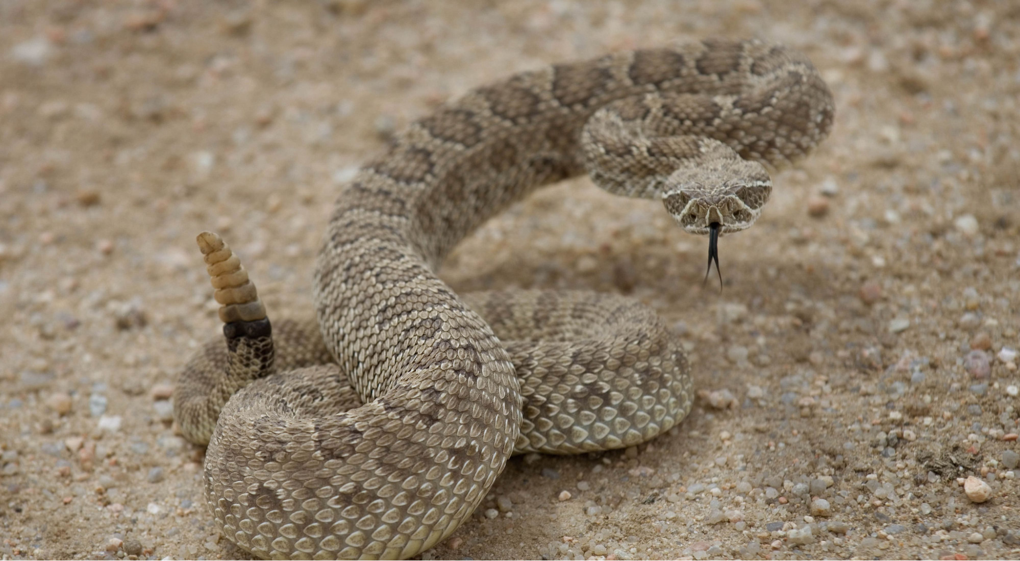 Prairie Rattlesnake