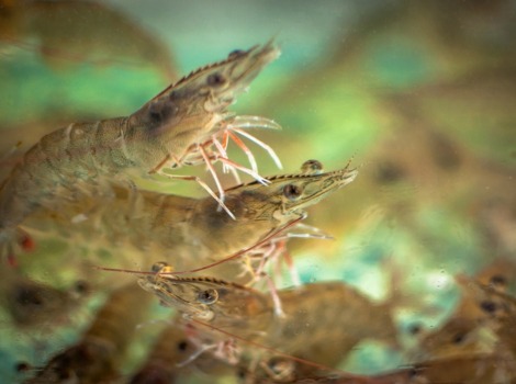Giant Tiger Prawn (Penaeus monodon) in a coastal mangrove habitat