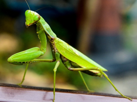 Praying mantis insect and ambush predatory behavior