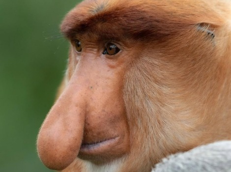 Proboscis Monkey with close-up view