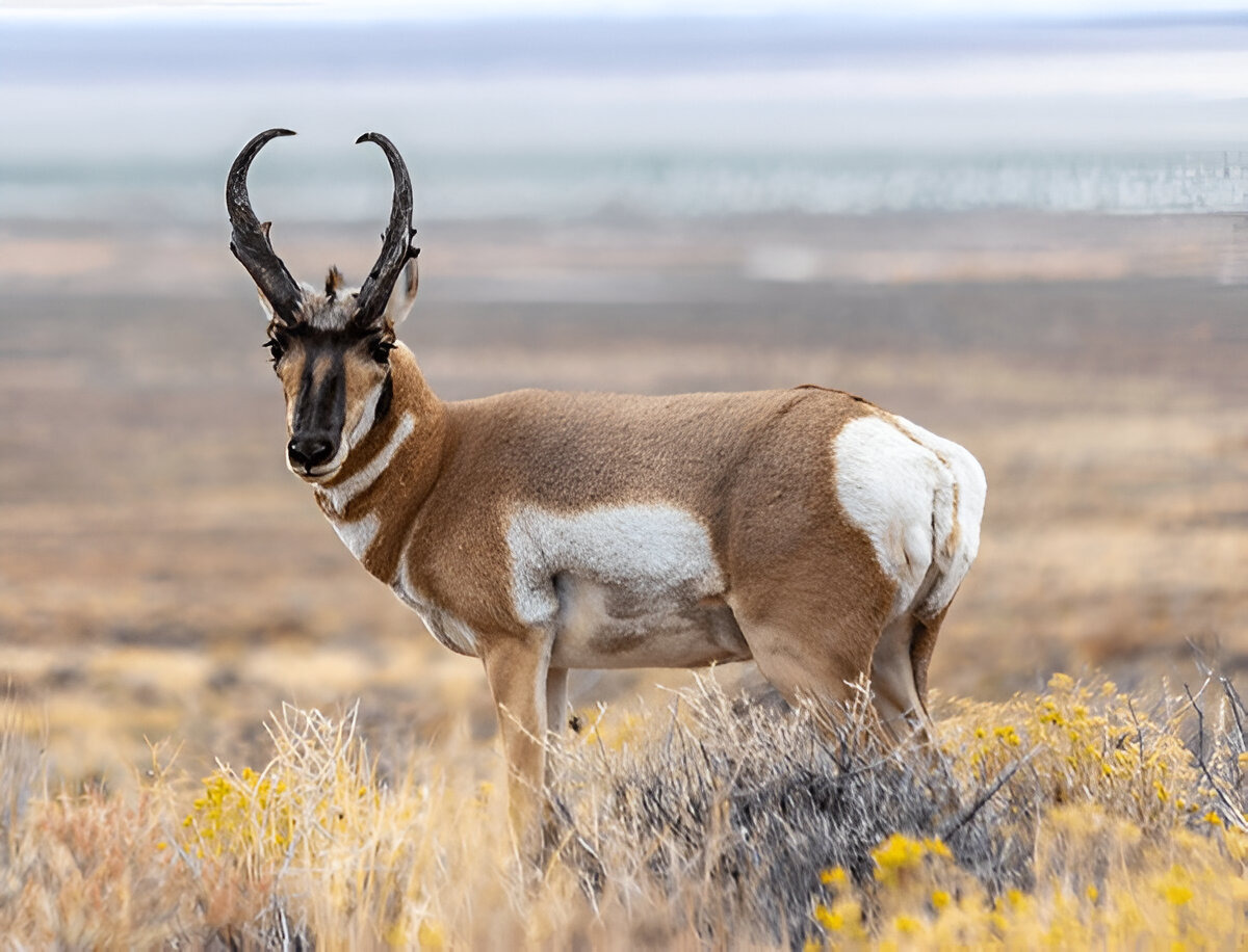 Pronghorn antelope (Antilocapra americana) on the prairies of Wyoming, USA