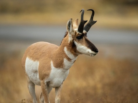 Pronghorn antelope and grassland habitat in North America