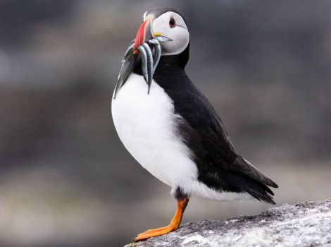 Atlantic Puffin (Fratercula arctica) perched on a rocky cliff in Iceland