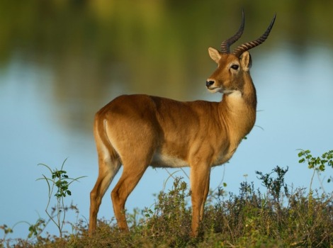 Puku antelope and grassland habitat
