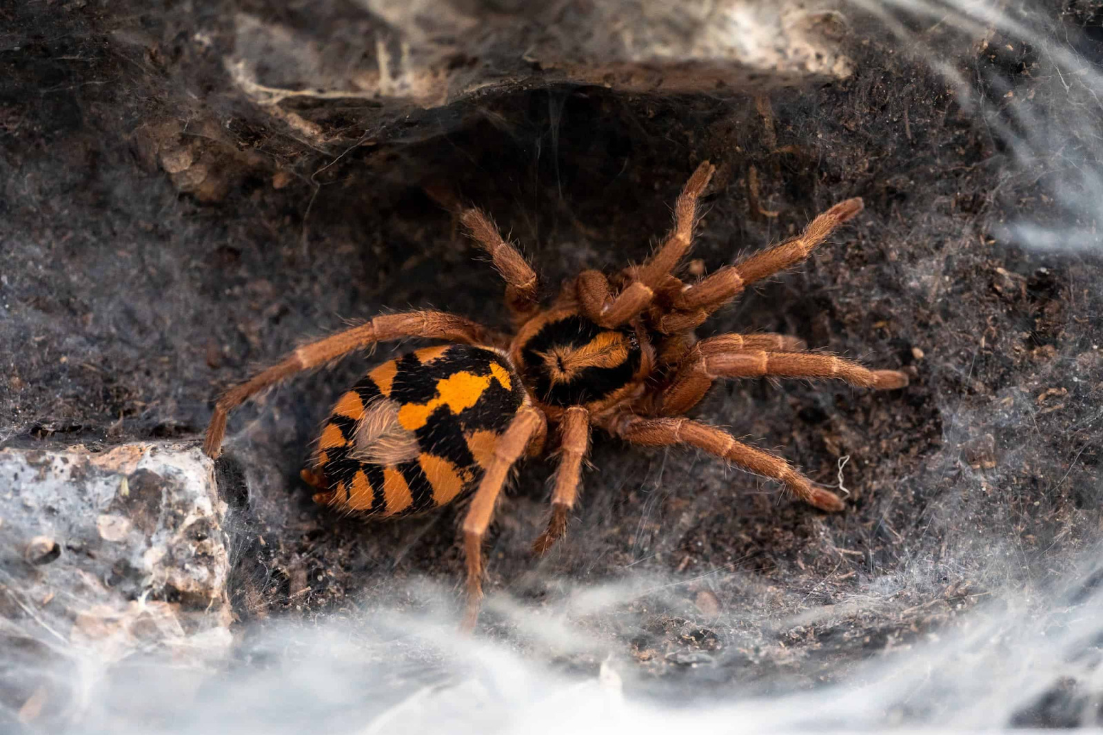 Pumpkin Patch Tarantula with orange and black patterns.