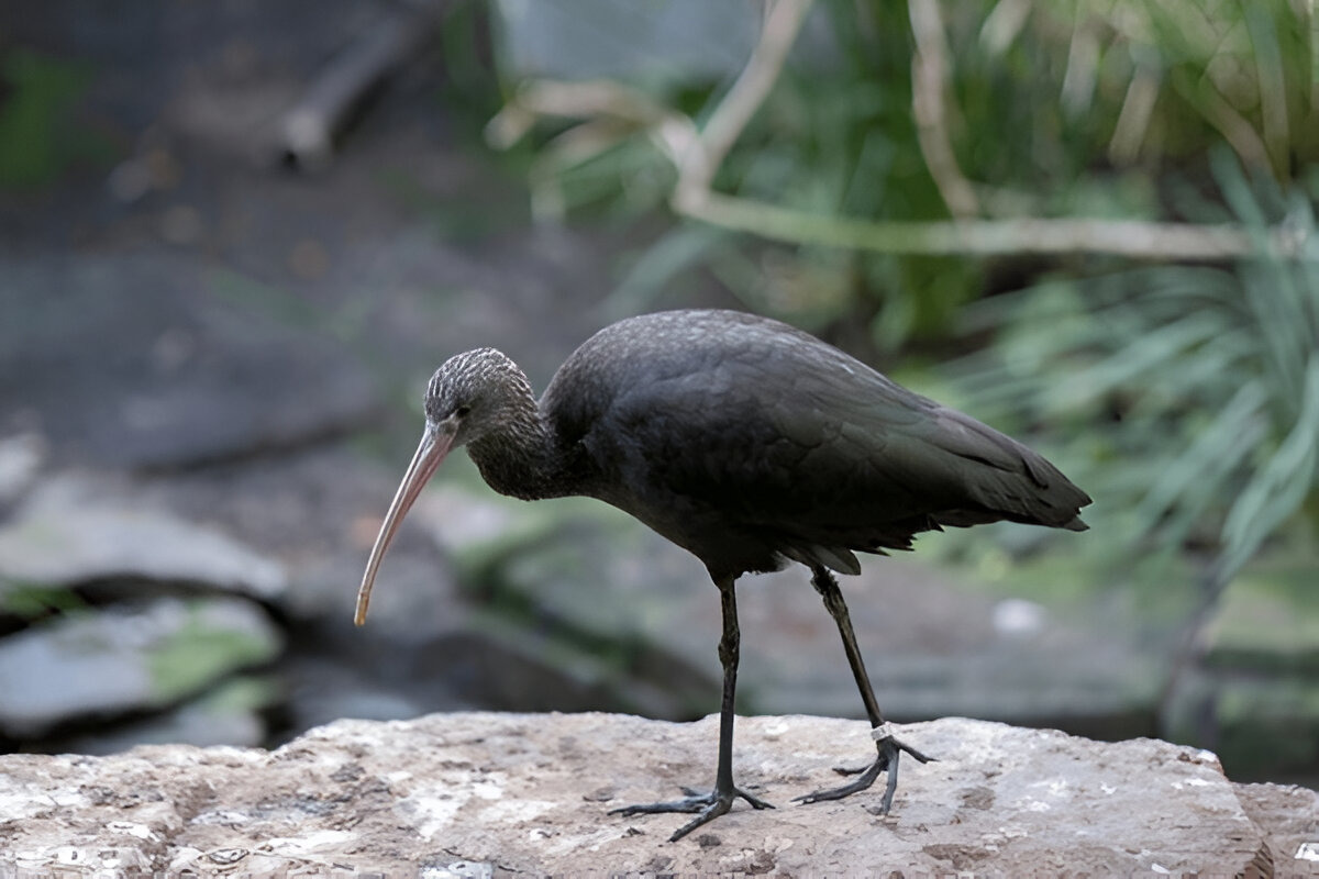 Puna Ibis