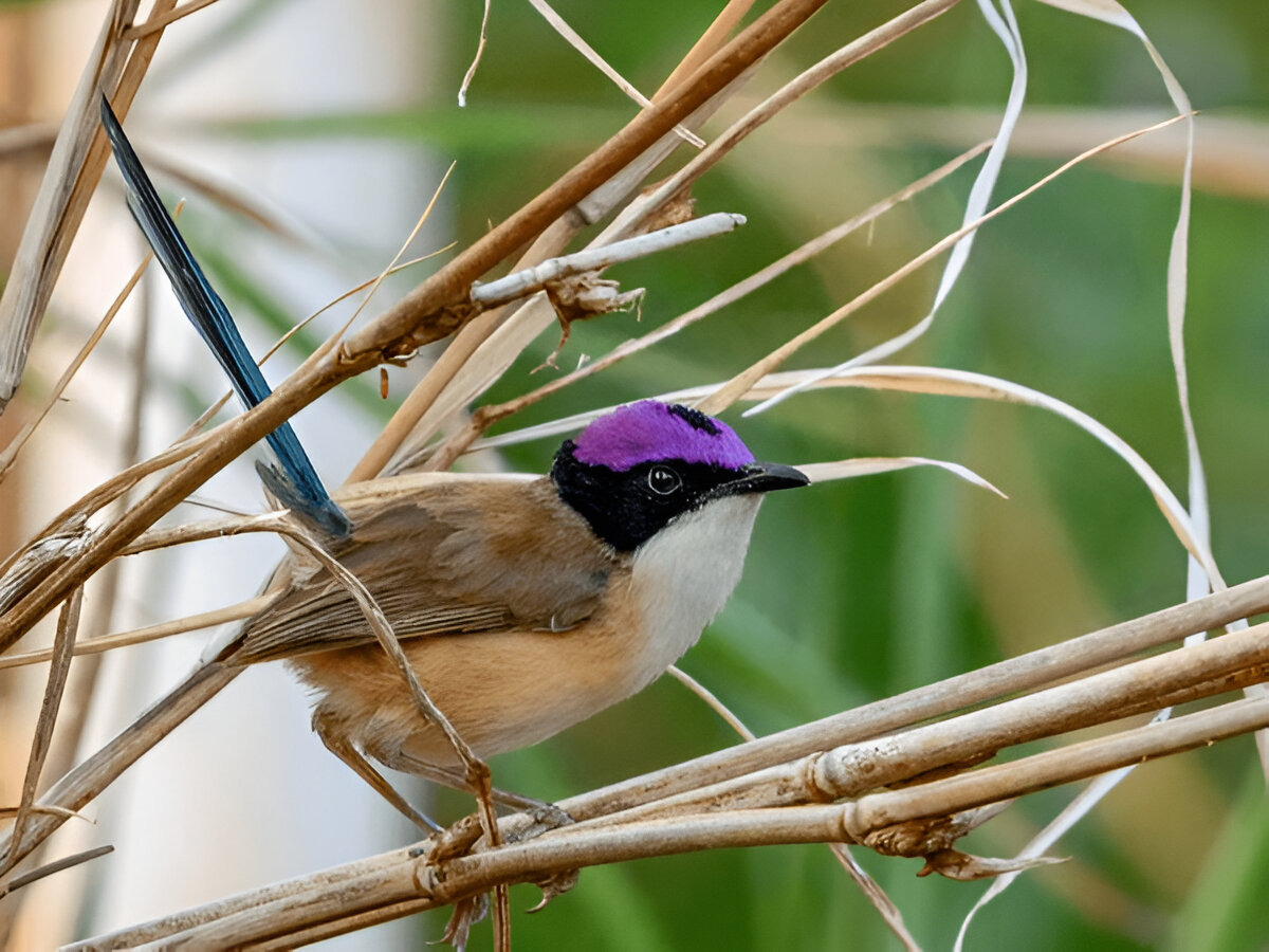 Purple-Crowned Fairywren