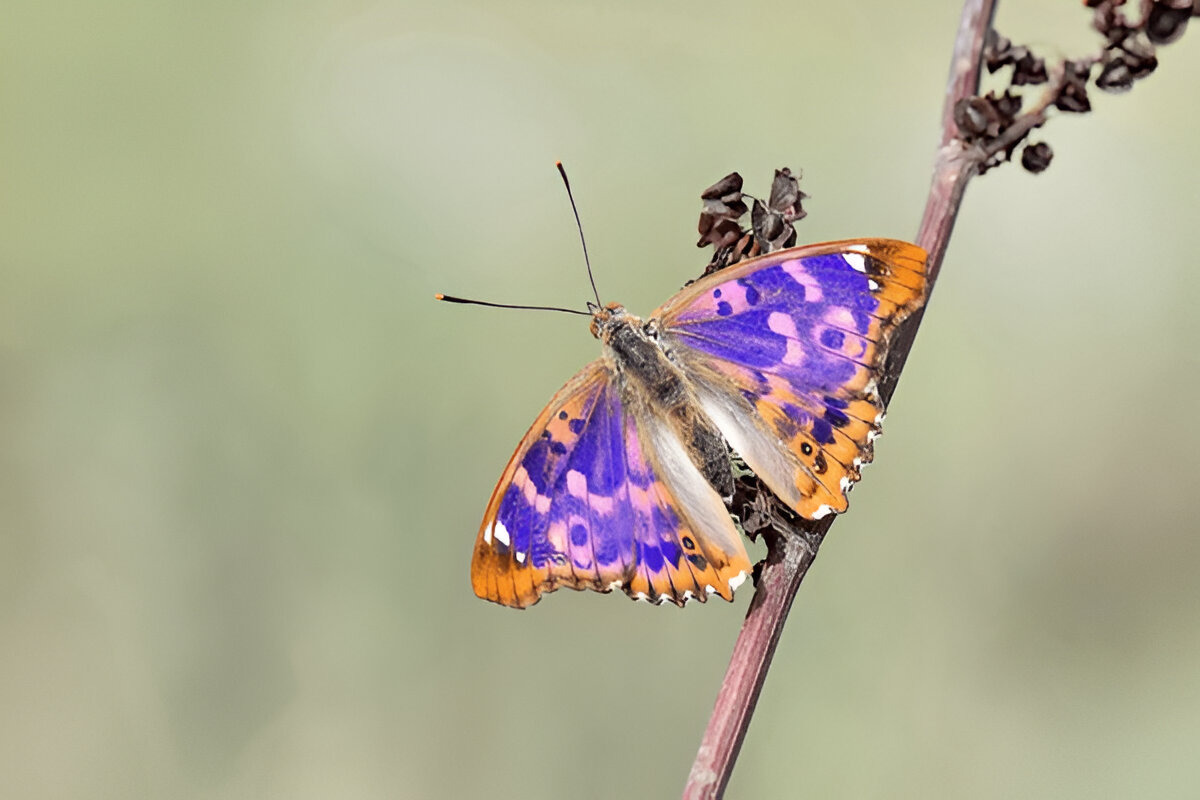 Purple Emperor Butterfly with iridescent wings.