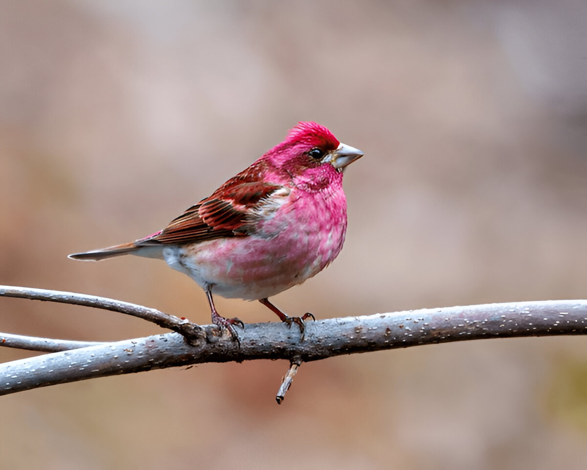 Purple Finch