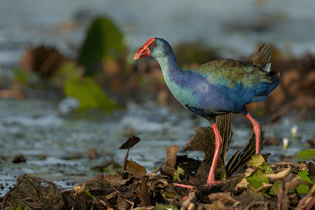Purple Gallinule