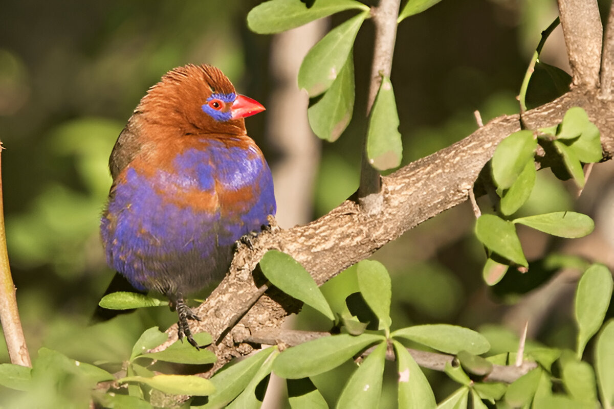 Purple Grenadier