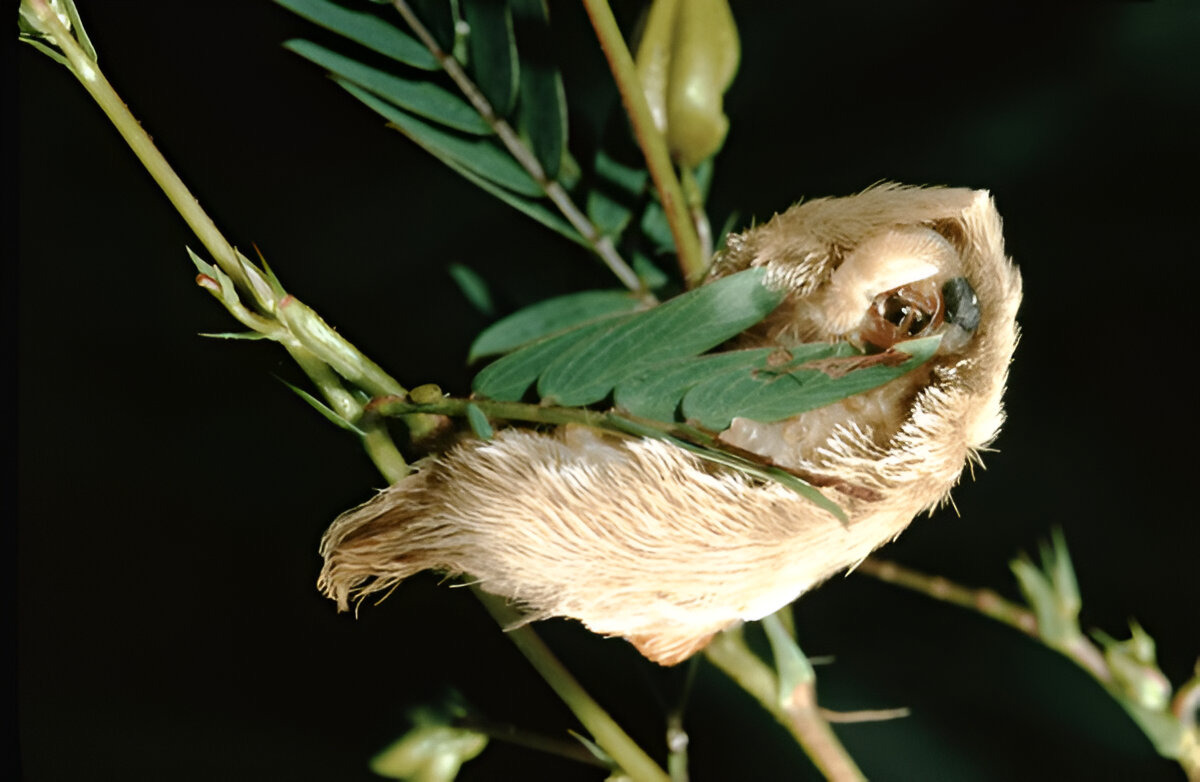 Puss Caterpillar with its furry, venomous appearance.