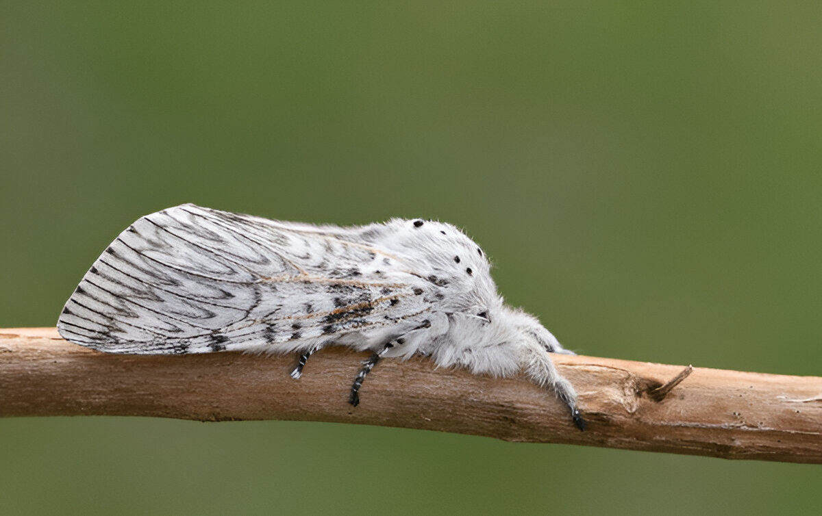 Puss Moth caterpillar displaying its defensive posture.