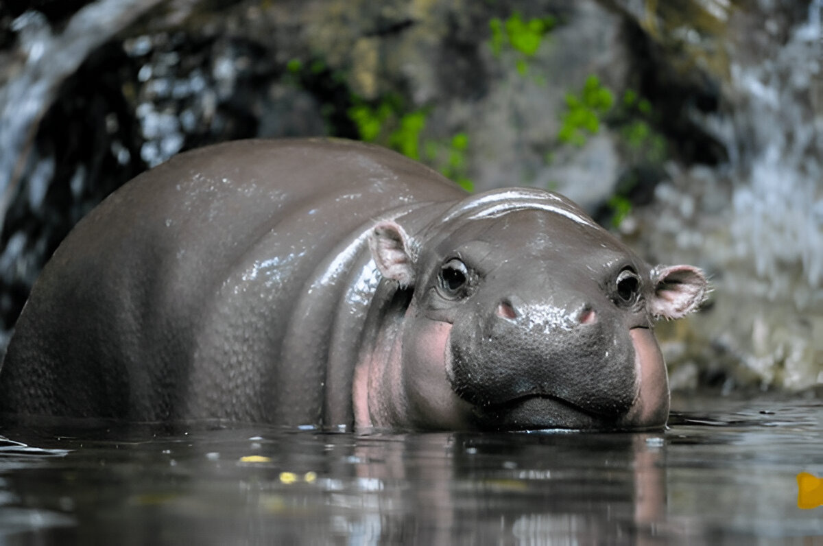Pygmy Hippopotamus (Choeropsis liberiensis) resting near a riverbank in Liberia