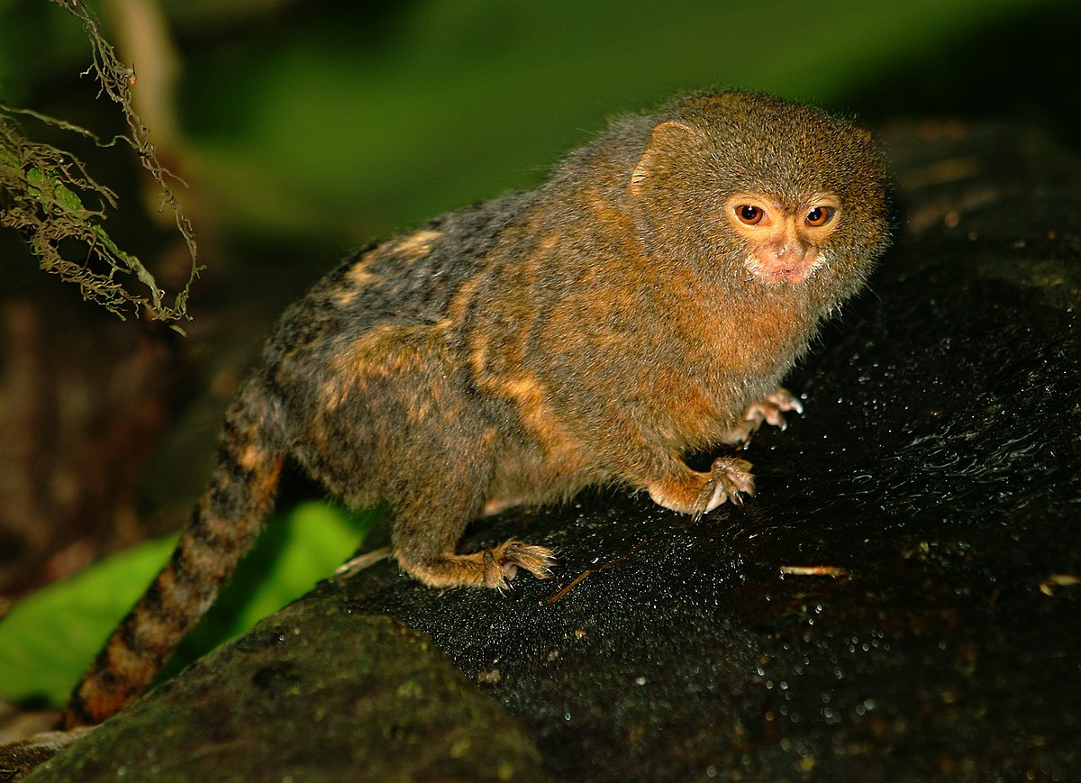 Pygmy marmoset feeding behavior and rainforest habitat