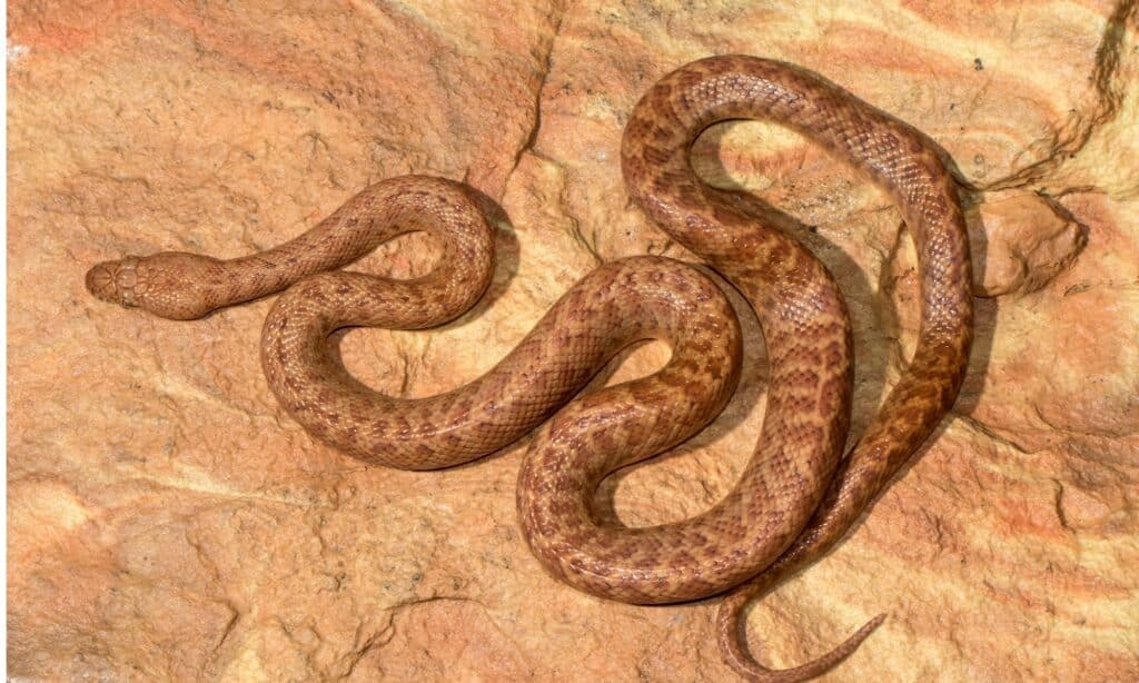 Pygmy Python