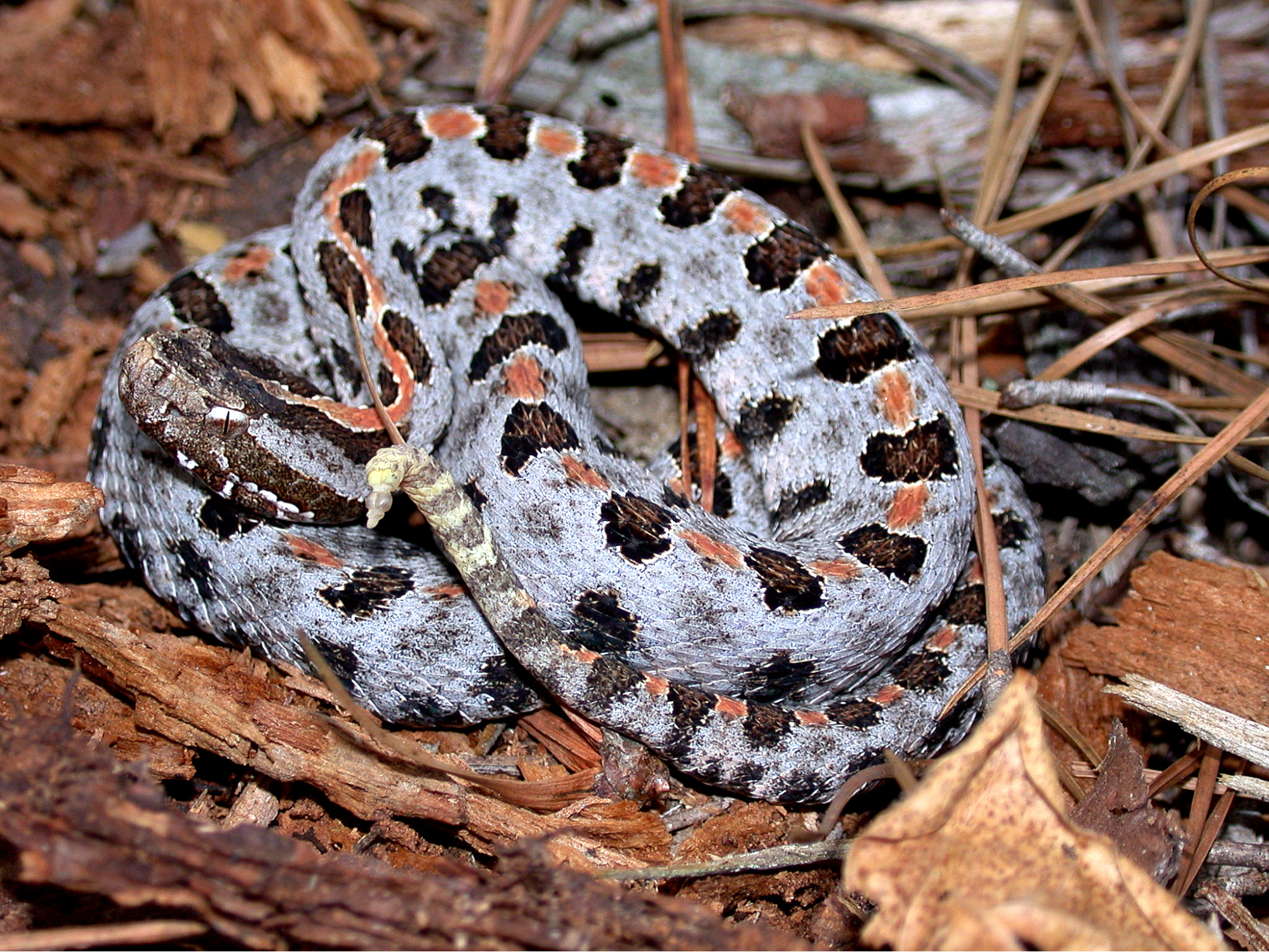 Pygmy rattlesnake marsh habitat