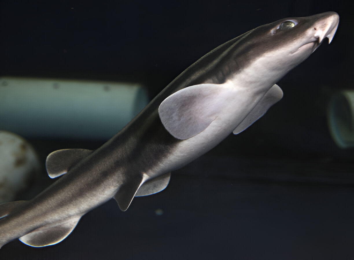 Pyjama Shark