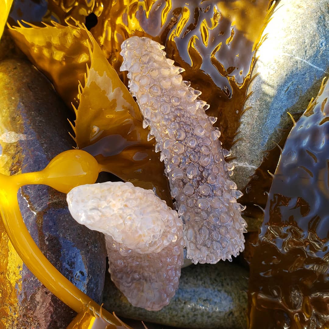 Pyrosomes are colonial tunicates