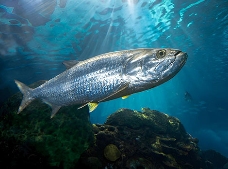 rainbow trout freshwater and upstream swim