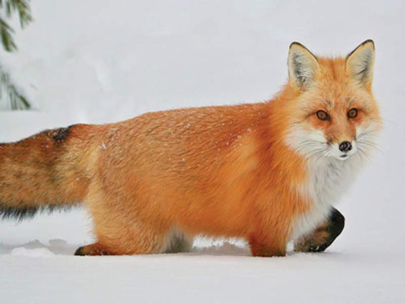 fox sprinting forest agility fast runner