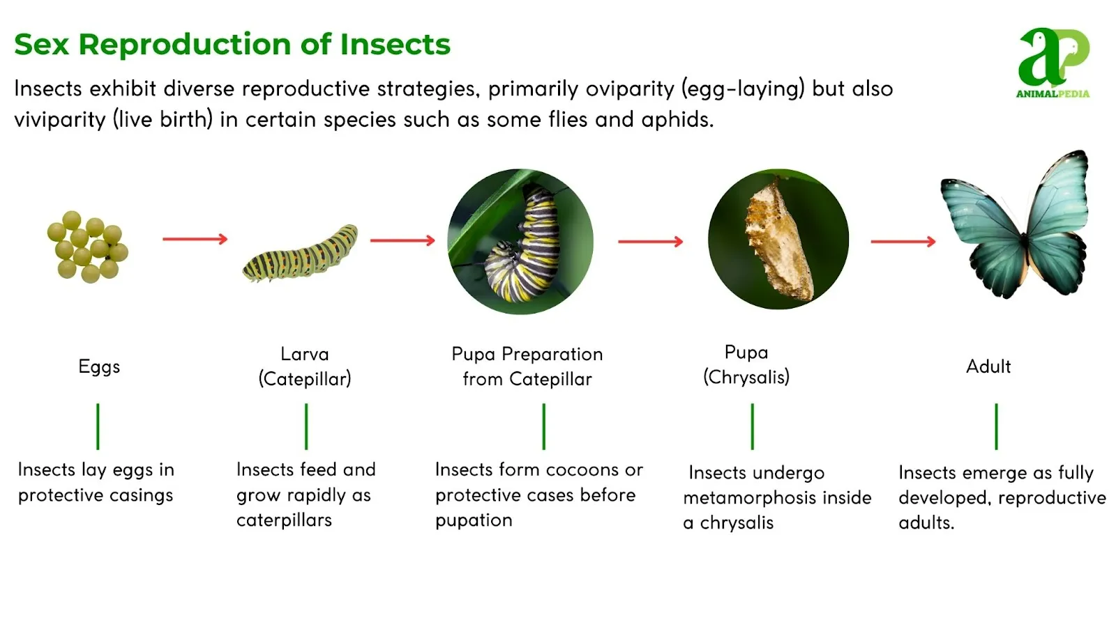 insects reproduction