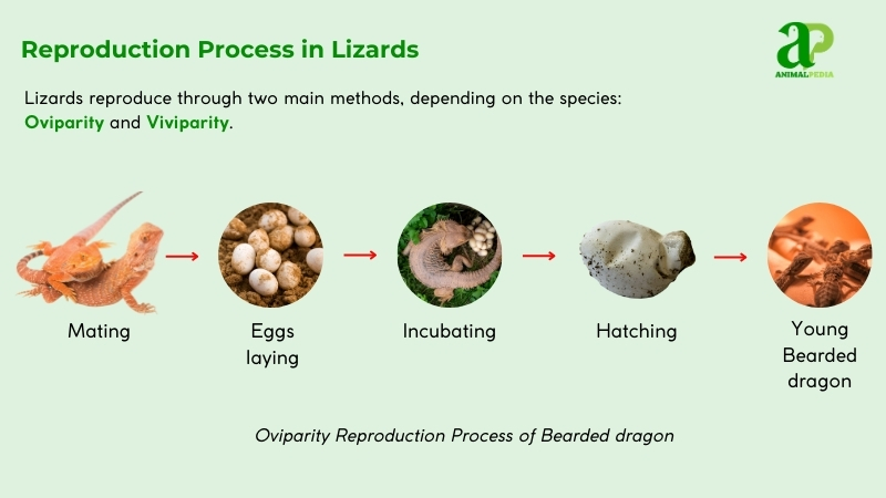 Reproduction process in Lizards