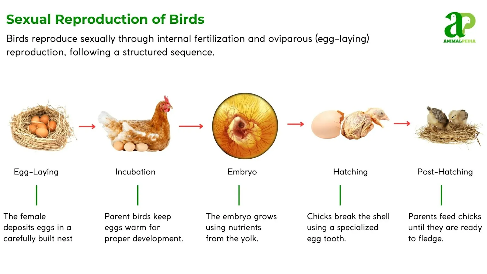 sexual reproduction of birds