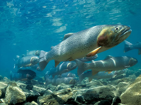 silver king tarpon fish and acrobatic leap