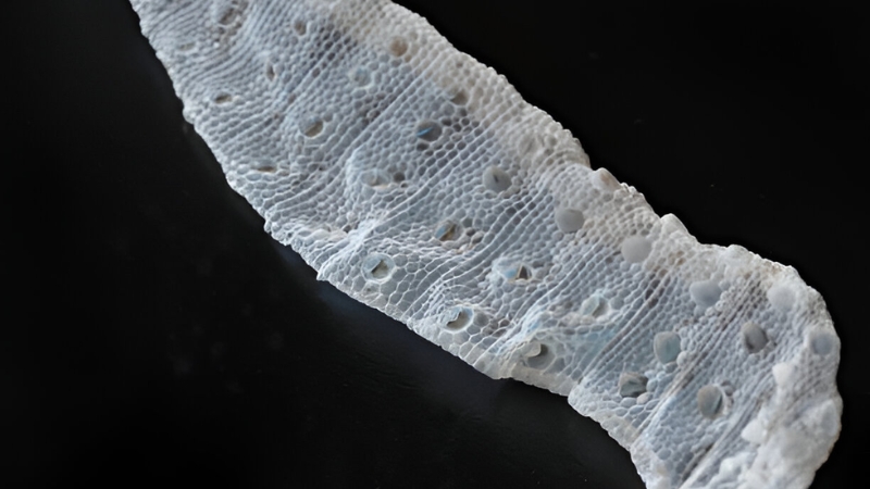 lizard skin shedding process and growth adaptation