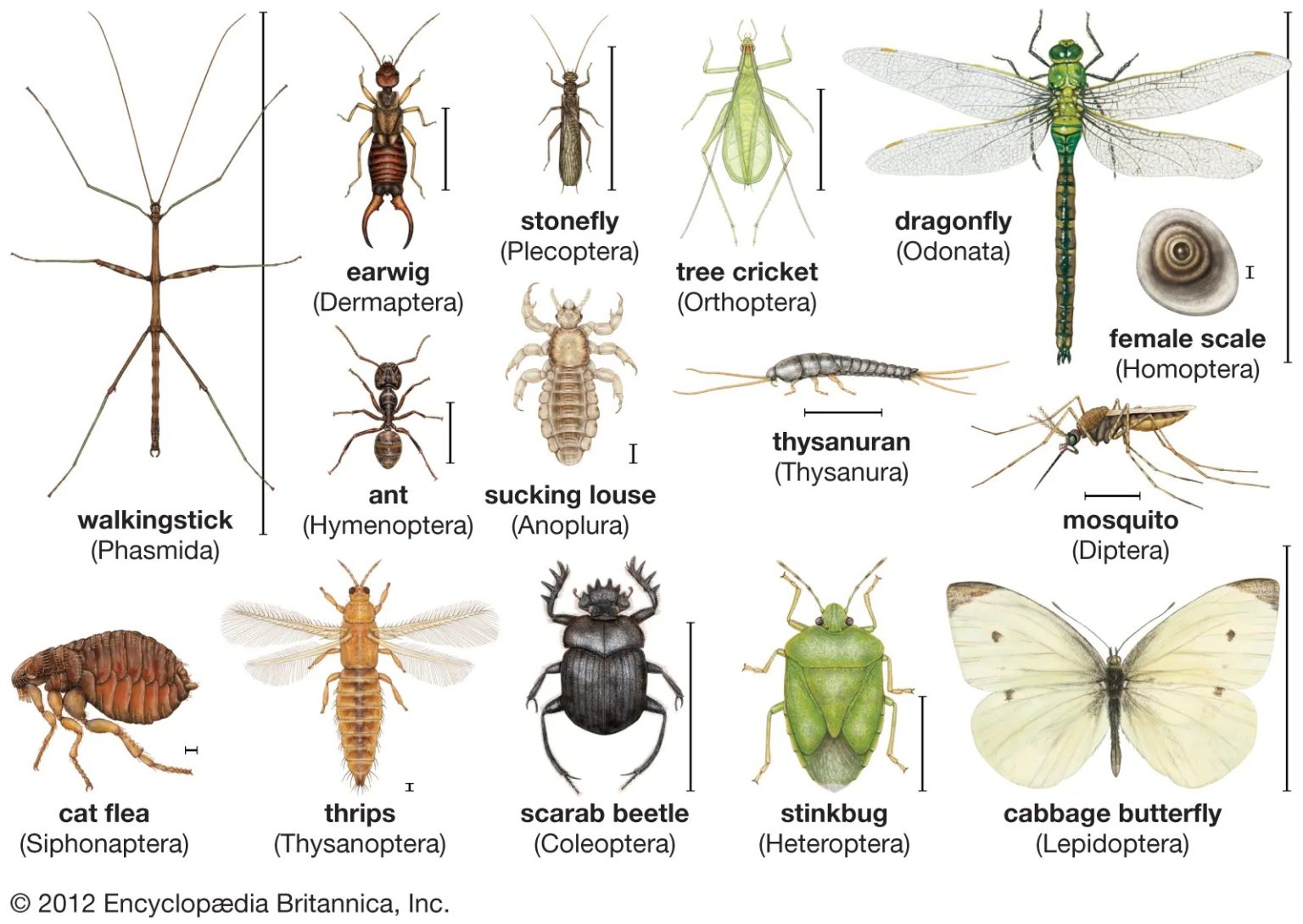 Invertebrates: Definition, Characteristics, Facts, Classification ...