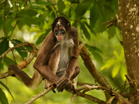 spider monkey agility
