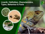 Lizards: Definition, Characteristics, Types, Behaviour & Facts