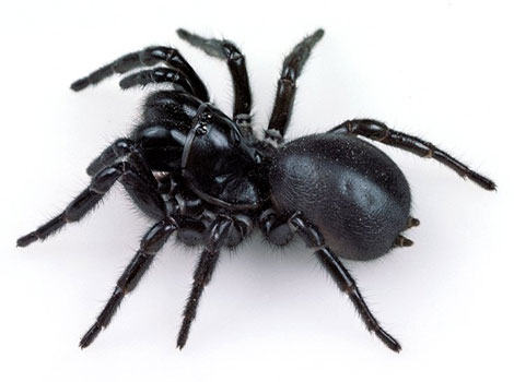 sydney funnel-web spider dark body robust legs