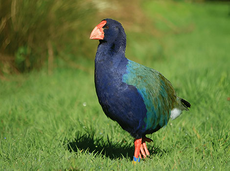 takahe and vibrant New Zealand grasslands