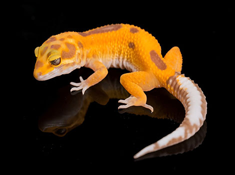 tangerine leopard gecko and vivid coloration