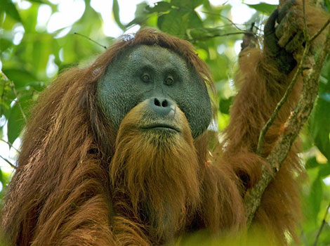 tapanuli orangutan and montane forest habitat