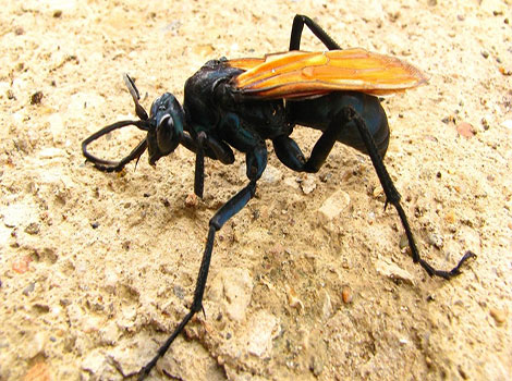 tarantula hawk and vibrant wing colors