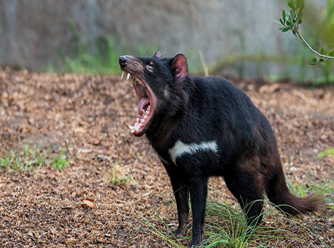 tasmanian devil and scavenging behavior