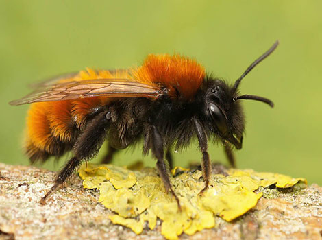 Tawny Mining Bee gathering pollen from wildflowers in a European meadow.