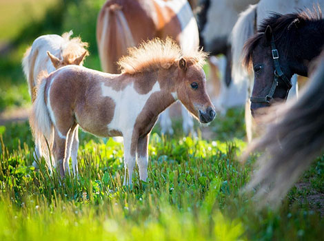 teacup miniature horse and grazing in meadow
