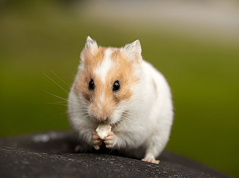 teddy bear hamster and expandable cheek pouches