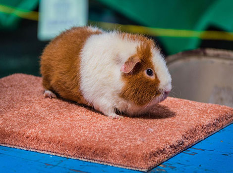 teddy guinea pig and plush upright fur