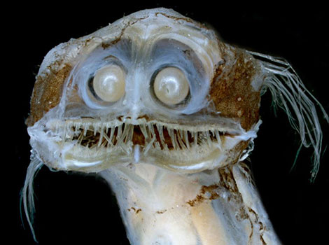 telescope fish and deep-sea adaptation
