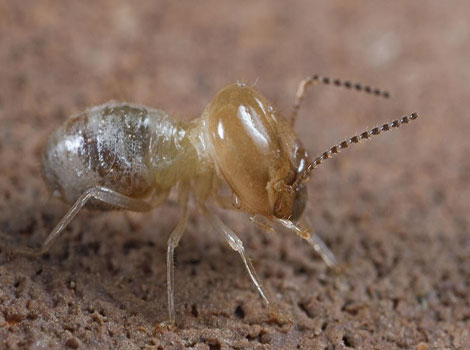termite-caste-society-and-cellulose-feeding