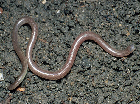 texas blind snake and burrowing behavior