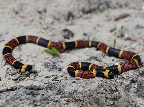 texas coral snake and vivid warning coloration