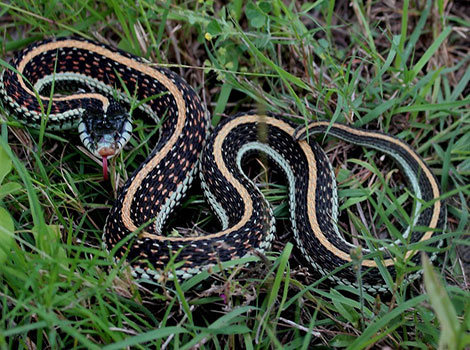 texas garter snake and wetland camouflage